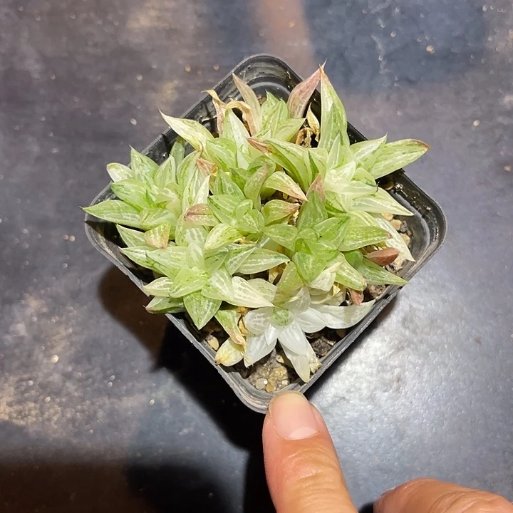 无花朵寿锦群生一物一拍