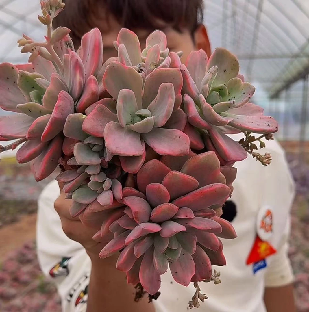 云漫多肉  地栽彩虹锦  多肉植物  颜色鲜艳 好养护易生根