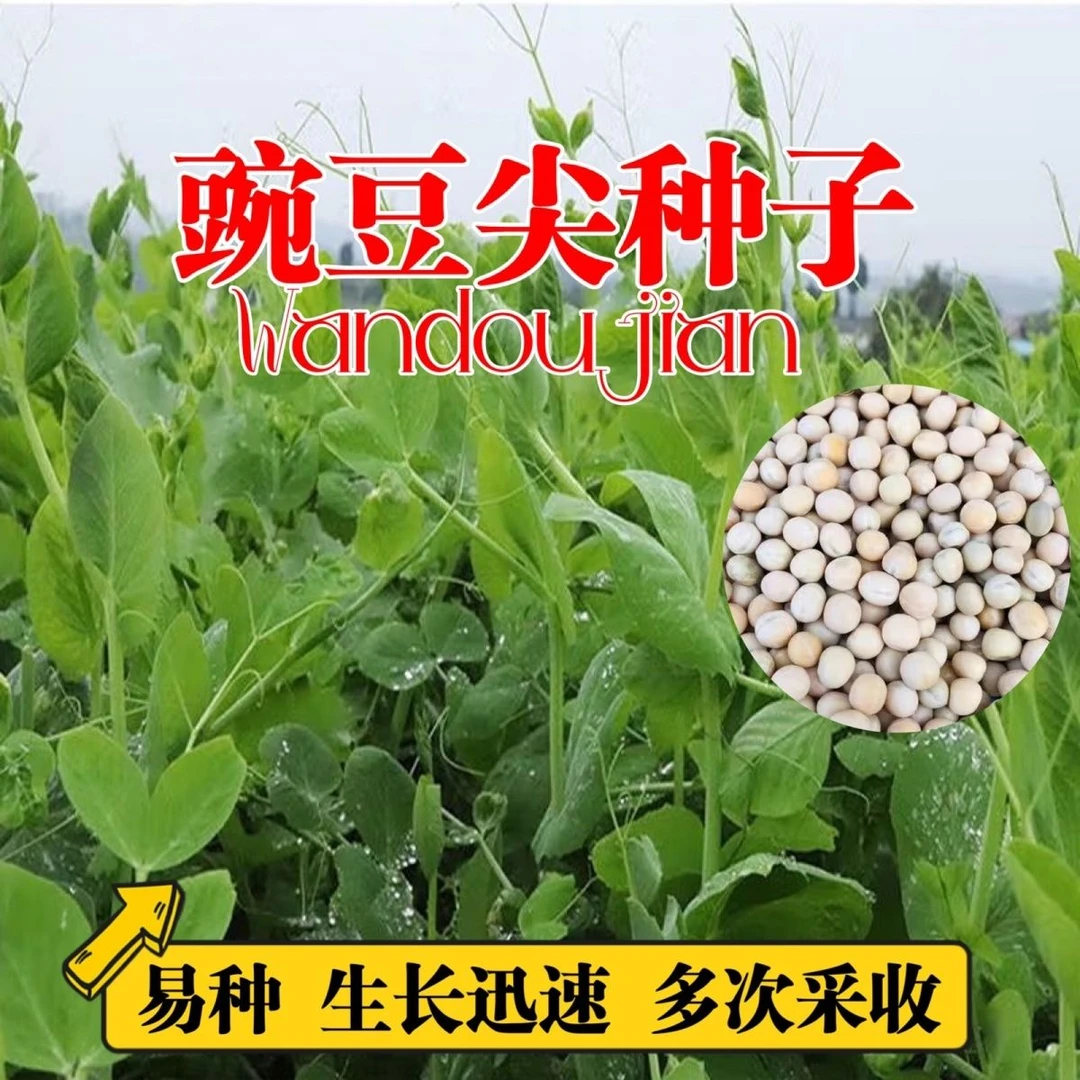 高产豌豆尖种子播连续采收盆栽地栽生长迅速豌豆水培