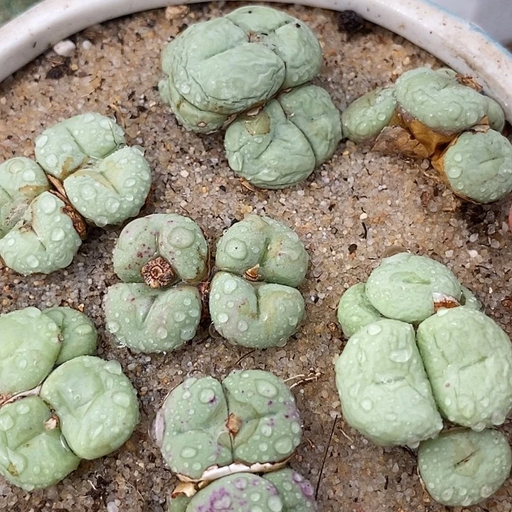 四头紫花饼 一颗    新头四头起