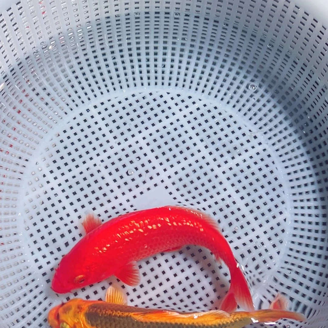 锦鲤锦鲤观赏鱼1111