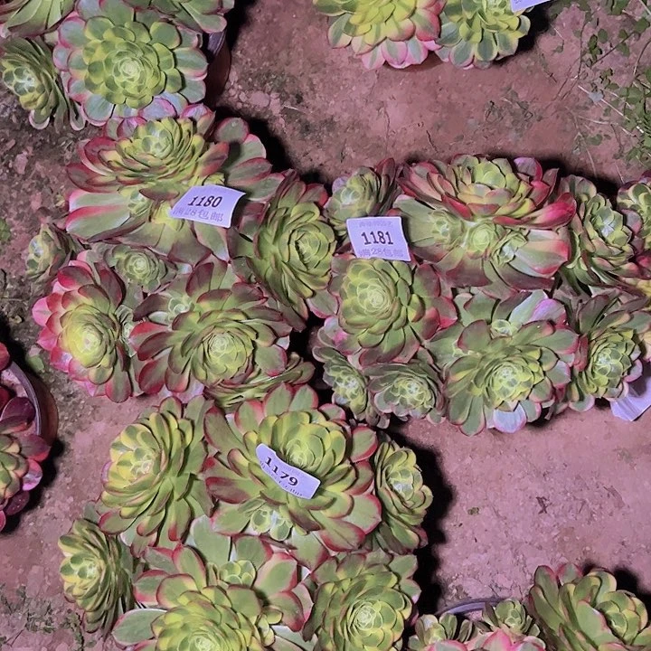 狗****狗1180 1181奶白多肉两颗