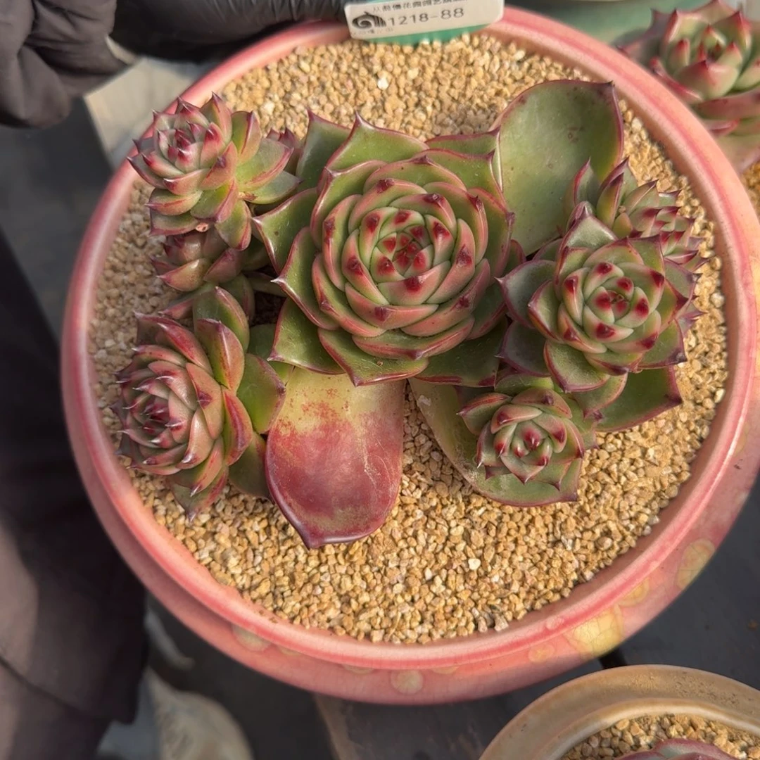 从前慢多肉精选编号1218.88