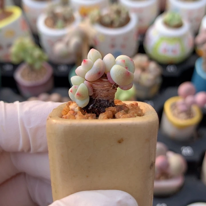 006 星影 精控 粗木质老桩