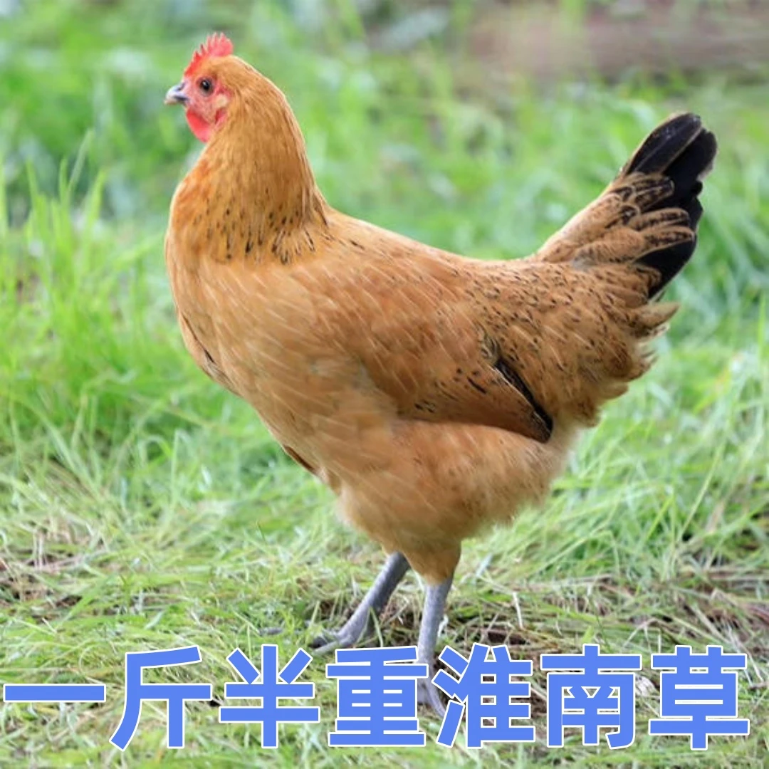 【鸡场直发】一斤半重宠物鸡淮南草鸡农家散养土鸡