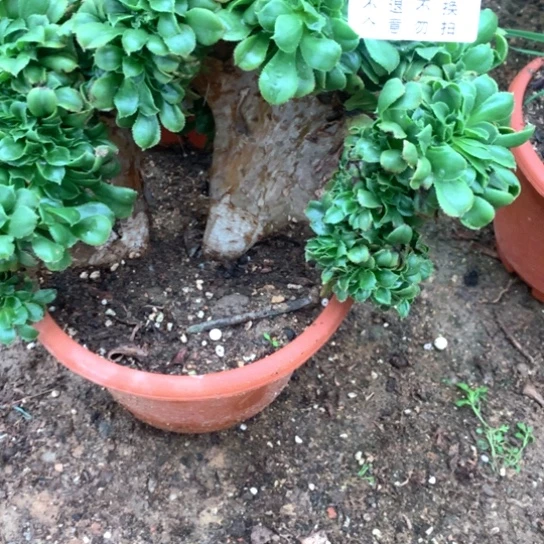 多肉植物142香露盘缀