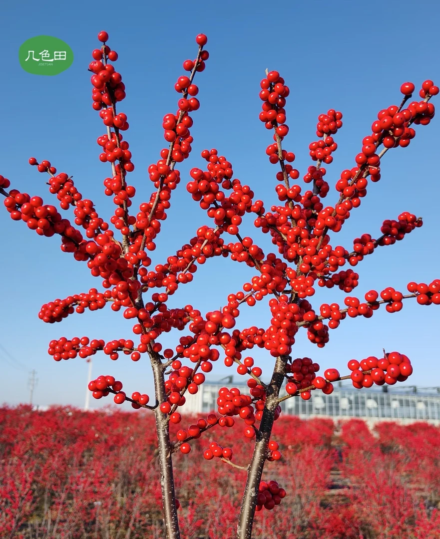 冬青（行业顶货，收到掉果子是正常的）-云南直发鲜花云南花