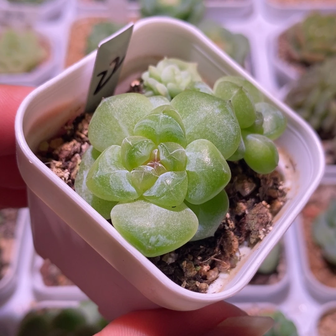 珍妮糖心，多肉植物