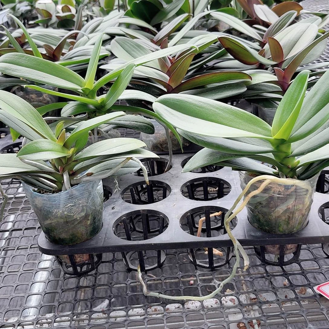 无花朵白天鹅小叶新品各一颗