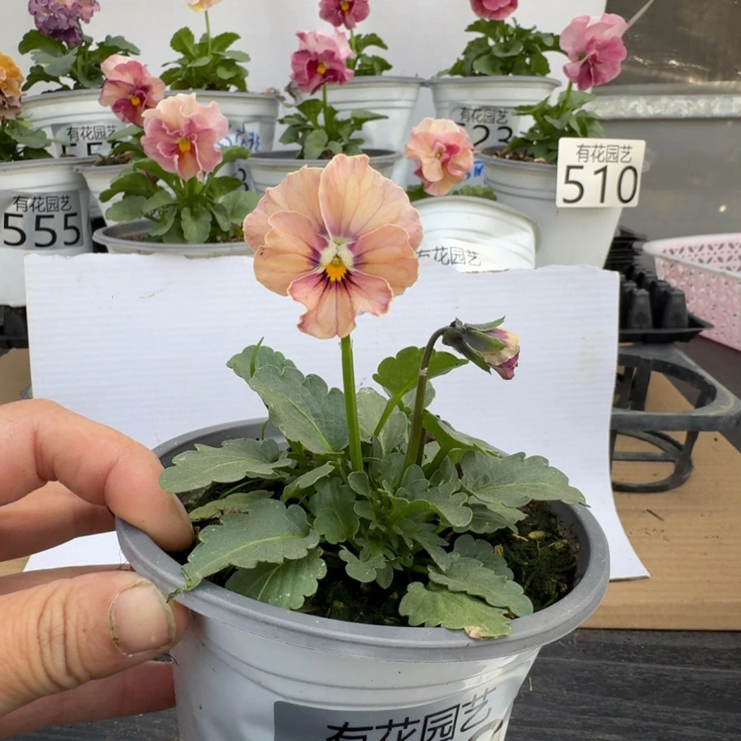 无花朵590号角堇