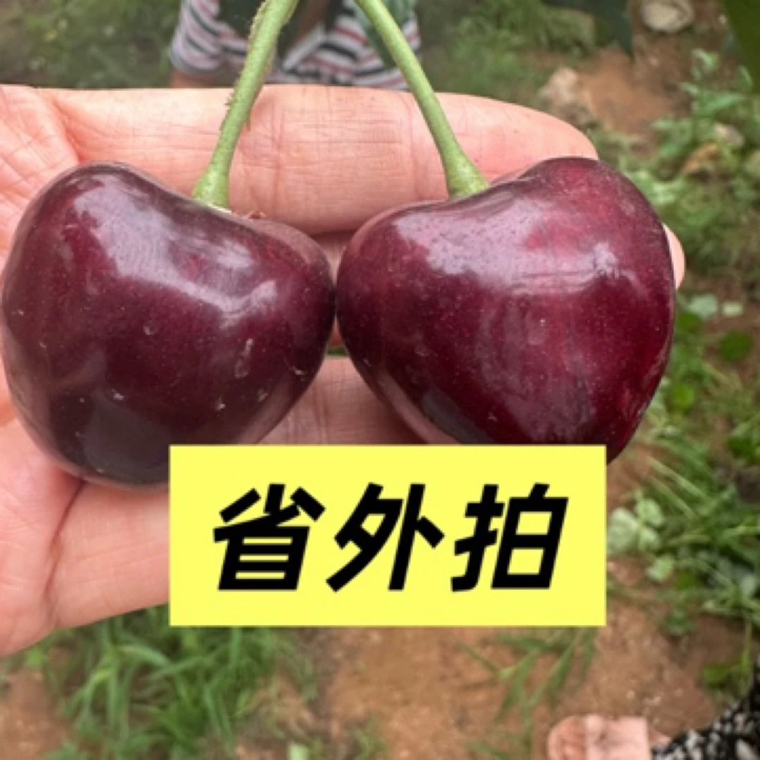 产地直发俄八大果大连陆地国产新鲜大/5斤空运包邮