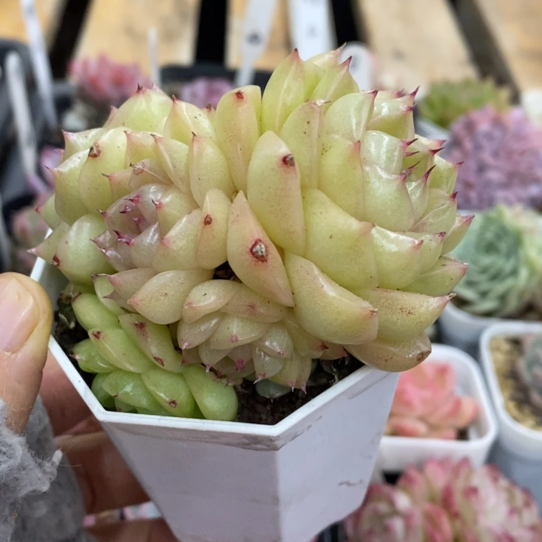 精品多肉一物一拍不包整218