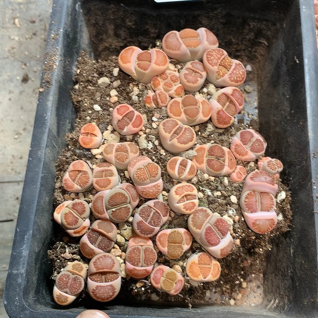 子*A23多肉植物保护