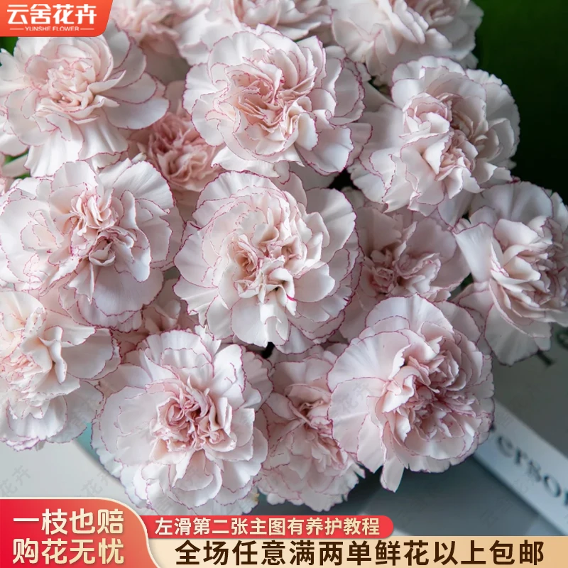 【云舍花卉】【奶油伊芙】康乃馨 任意满两单及以上鲜花包邮