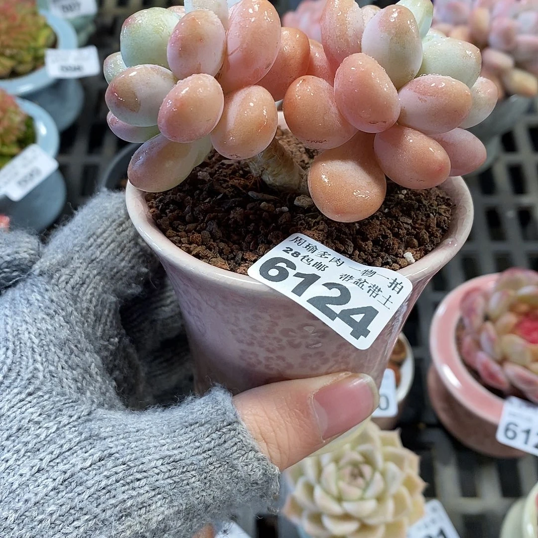 5厘米盆精控多肉6124