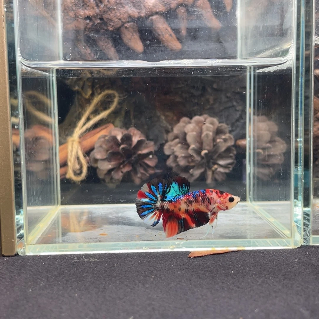 斗鱼十二月二十七日竞价