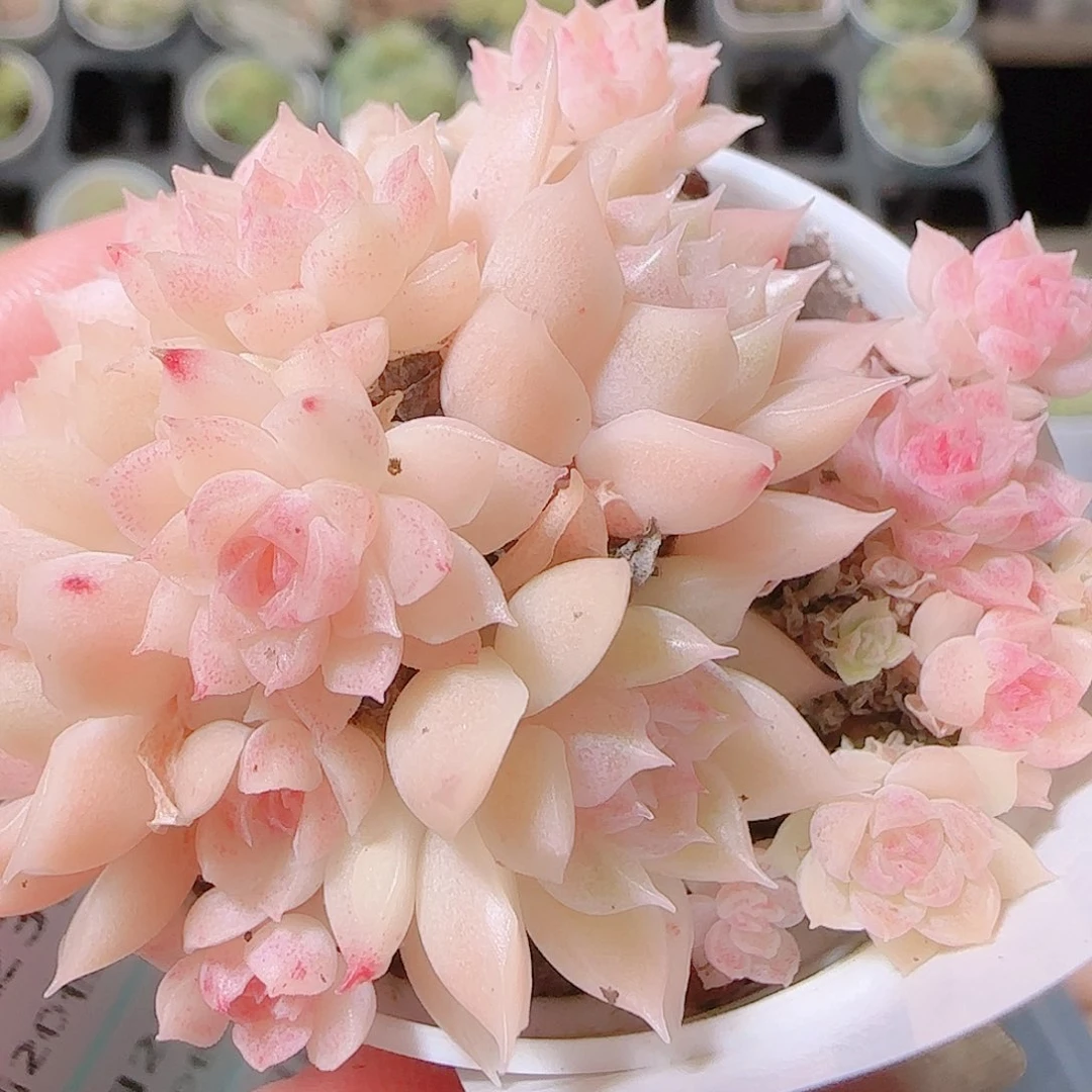 花语逸镜1123-155散