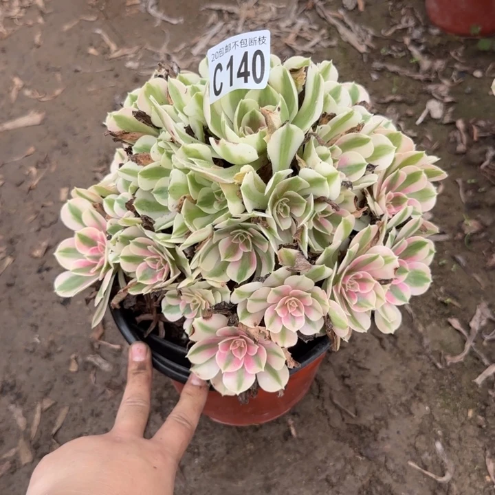 女巫……多肉植物……