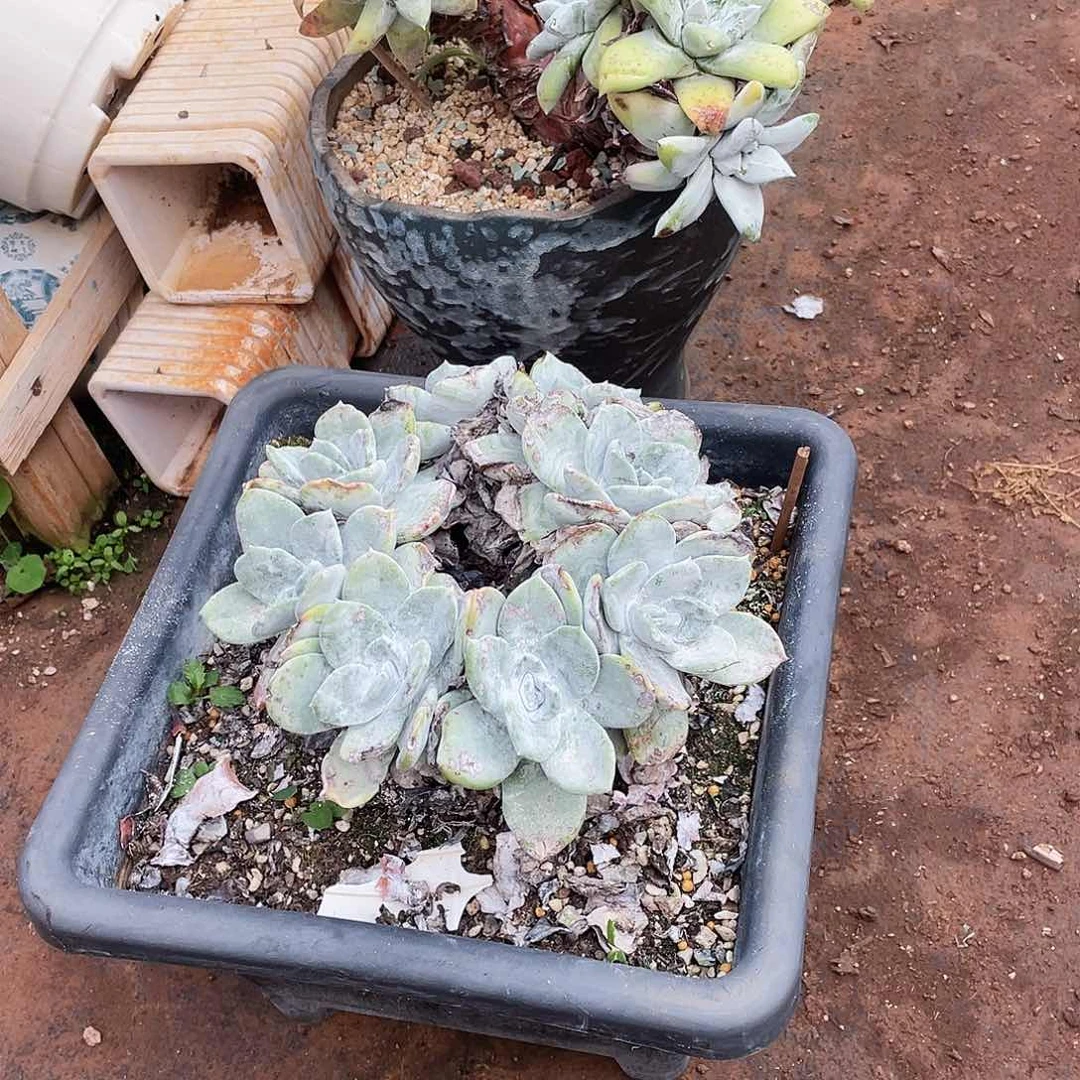 雨*两个仙女杯多头群生