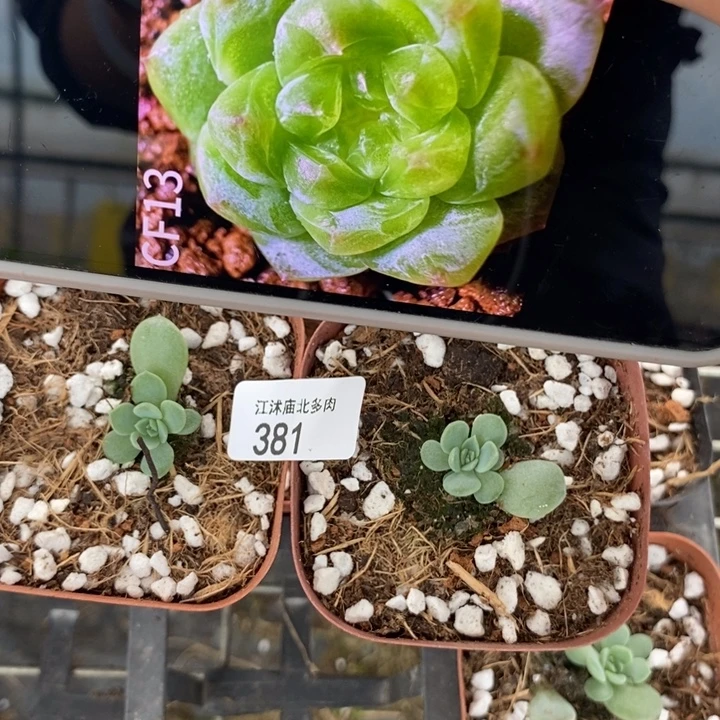 标381hy绿财富一个多肉