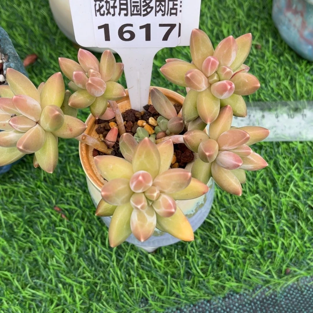 妞*熊多肉植物1617不带盆