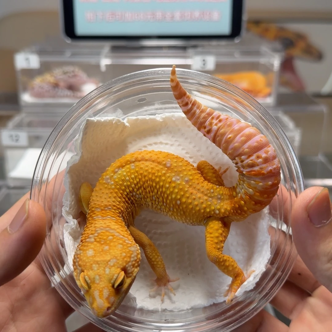 豹纹守宫暴龙弟弟