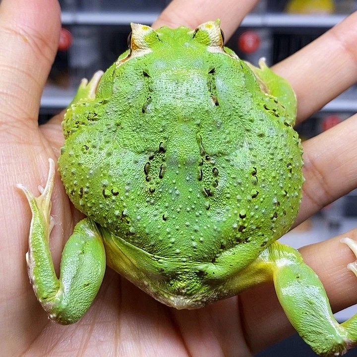 角蛙角蛙褪纹绿角蛙