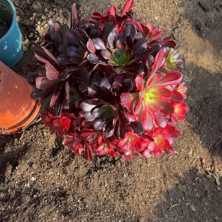 健*28.8阴阳美杜莎一棵包邮