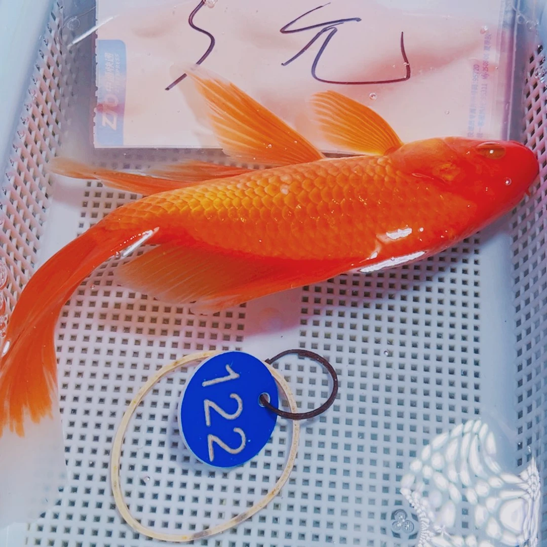 锦鲤锦鲤观赏鱼冷水122