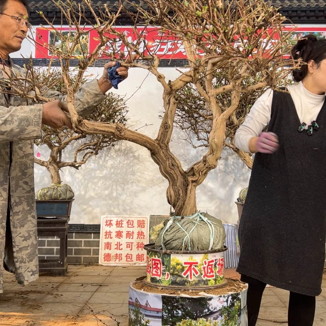 无花朵金银花88888