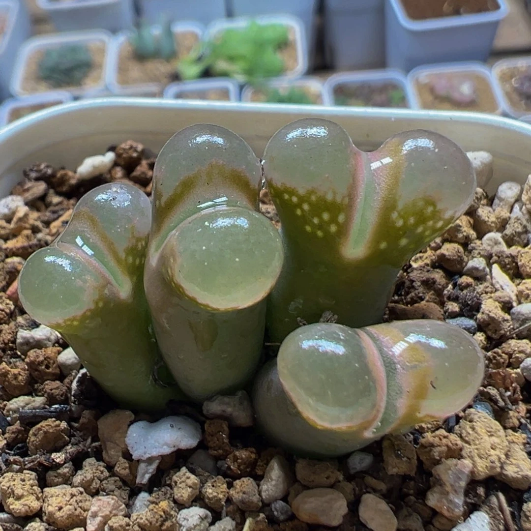 203多肉植物粉眼豆豆