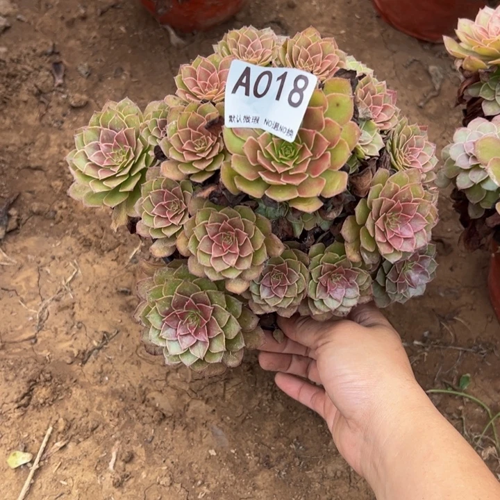 红魔多肉植物018.