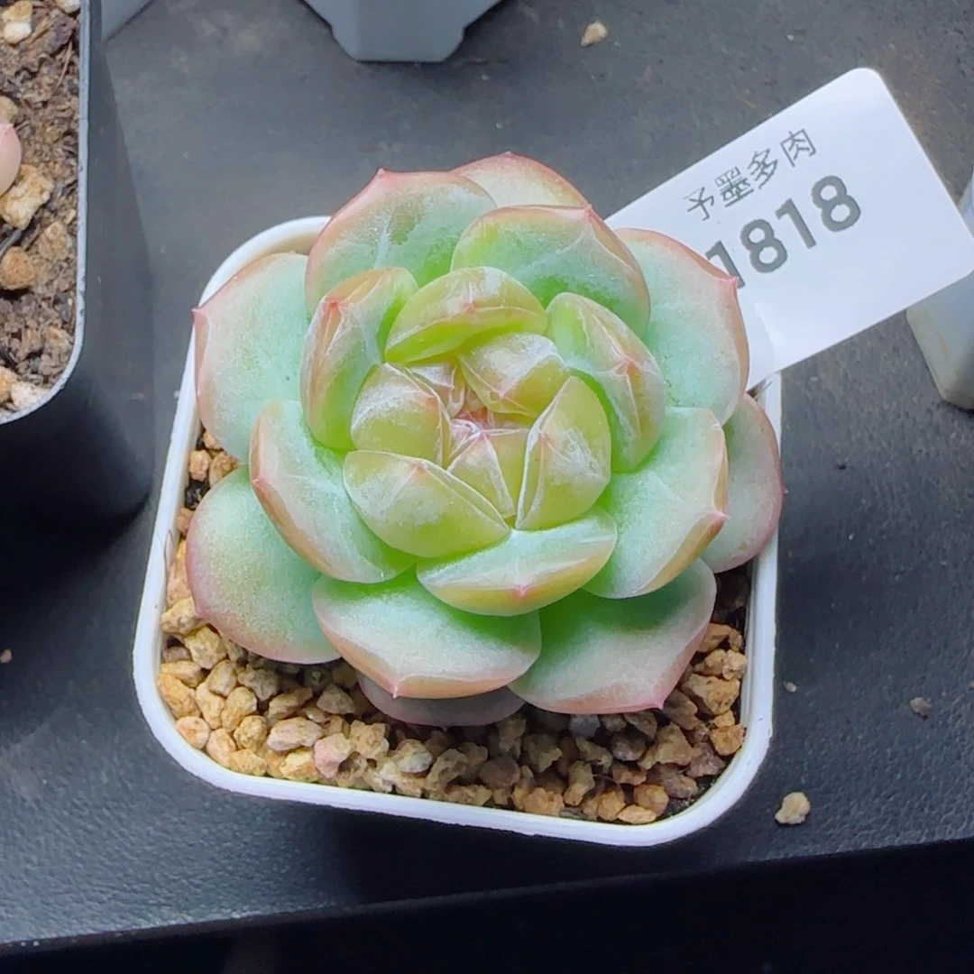 宽叶珍妮，1818多肉植物