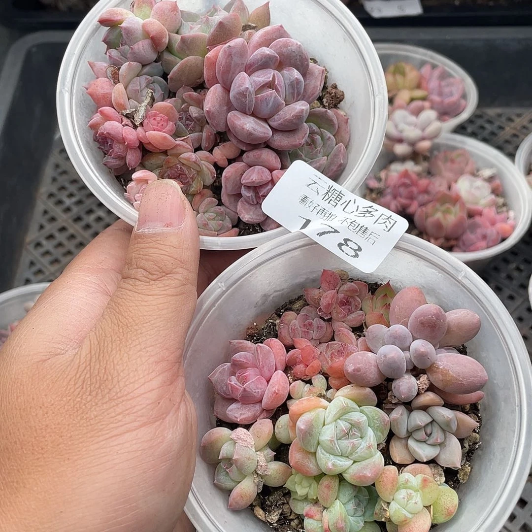 云糖心多肉植物178