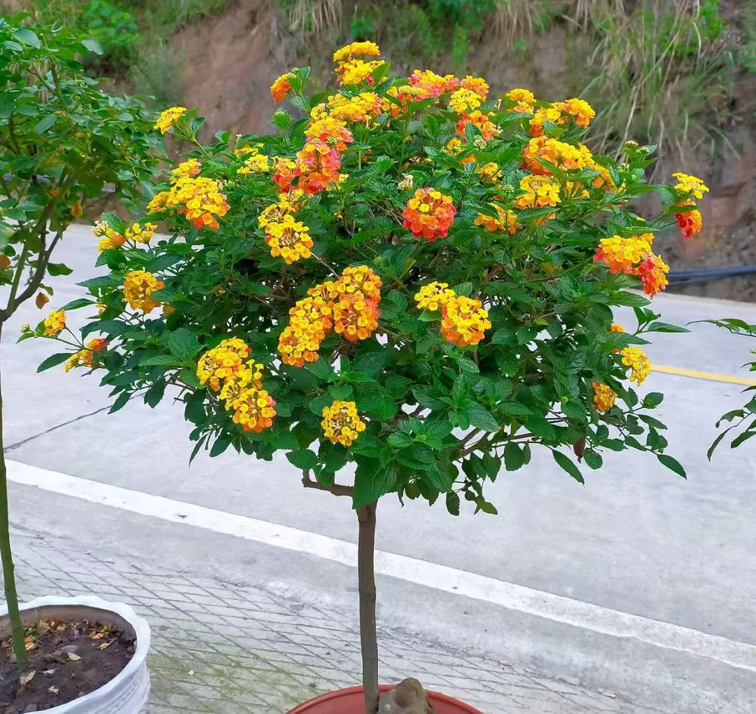 【高80-1米】五色梅花棒棒糖多色花带花带花苞发