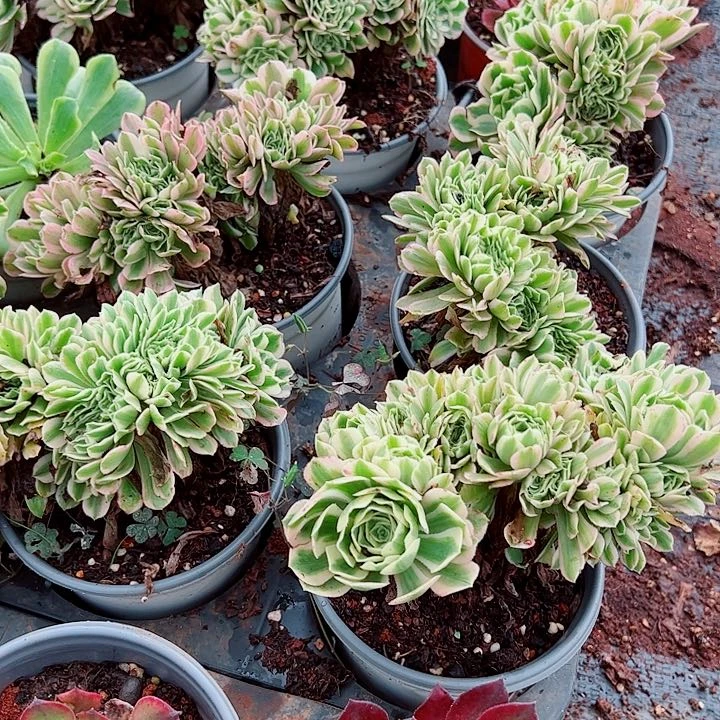 迈巴赫缀带盆土多肉植物