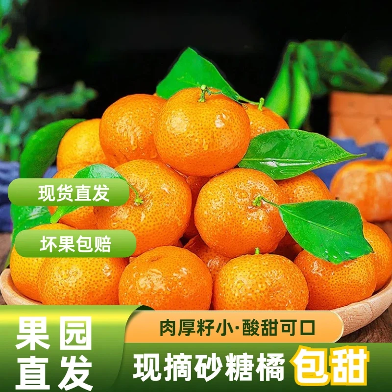 【5斤】砂糖橘产地直发广西新鲜柑橘当季应季新鲜水果+霏