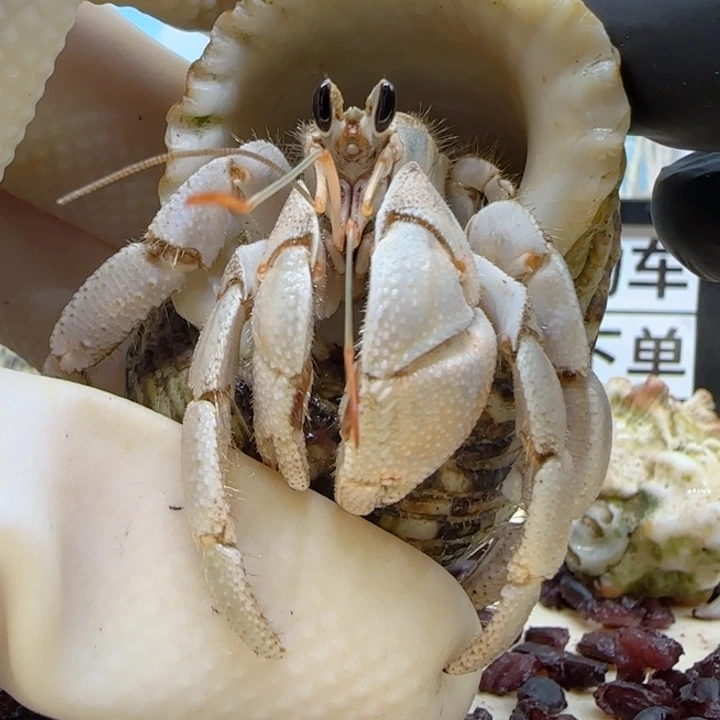 A68干净 灰白2.2cm口径