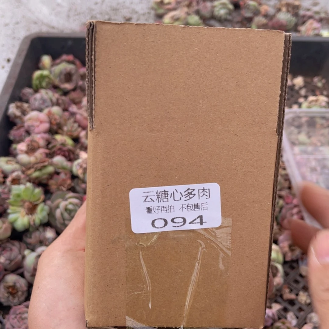 云糖心多肉植物94