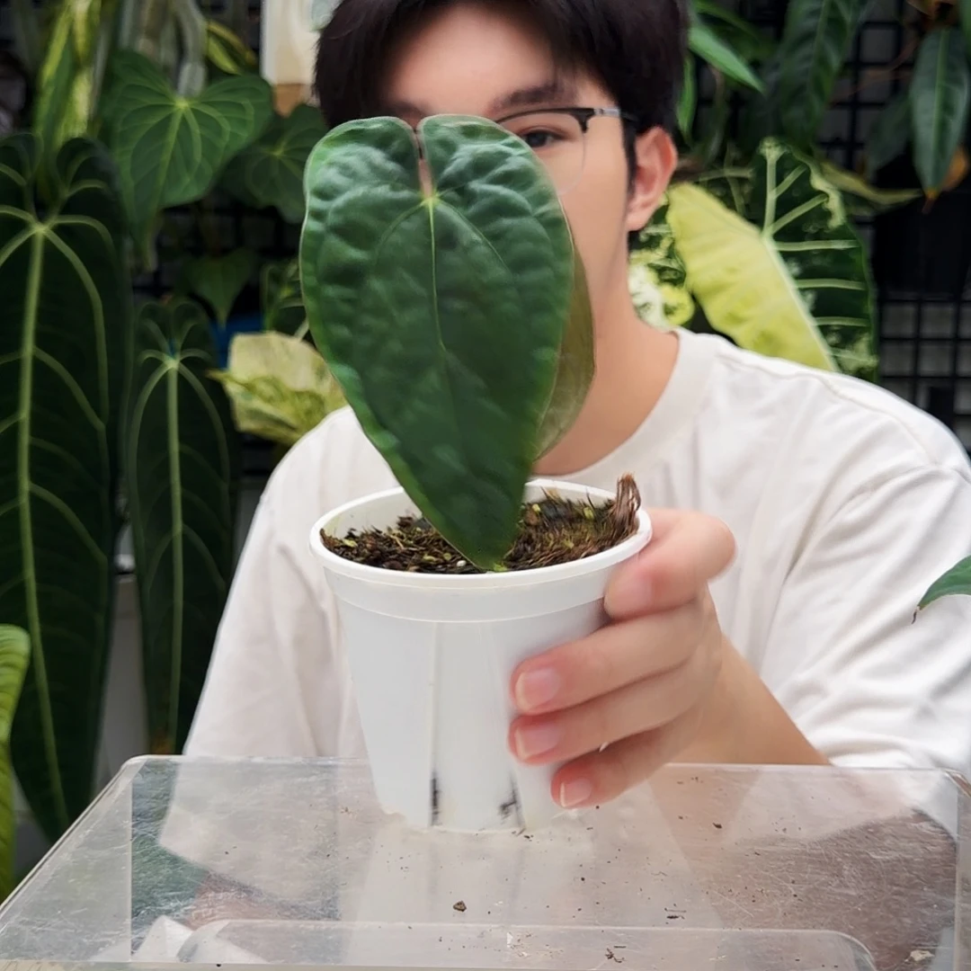 不开花植物B36 火凤凰杂戴斯
