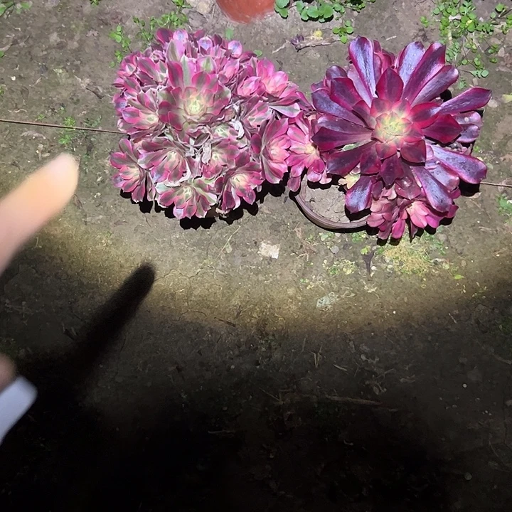 不包侧枝一物一拍69