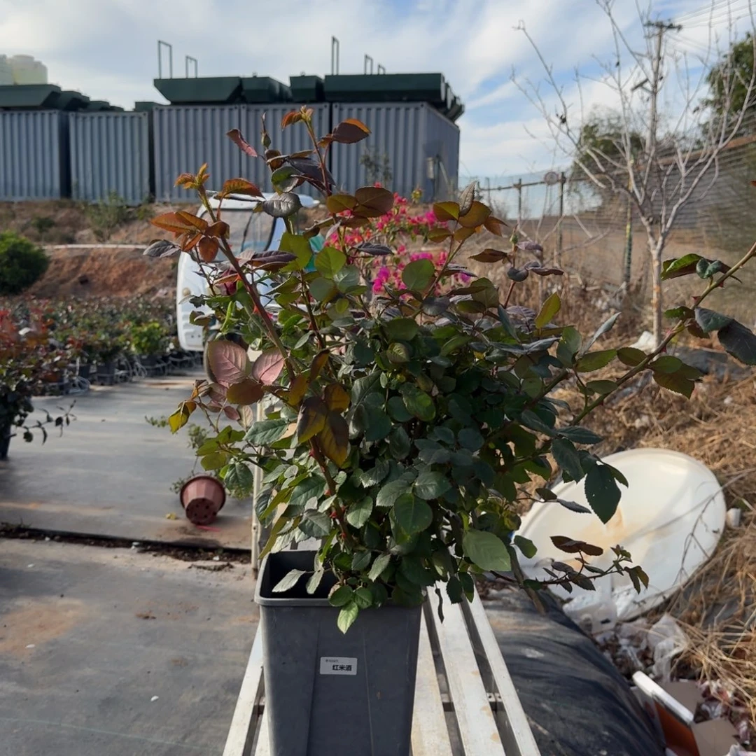 当前无花栽培后可以开花