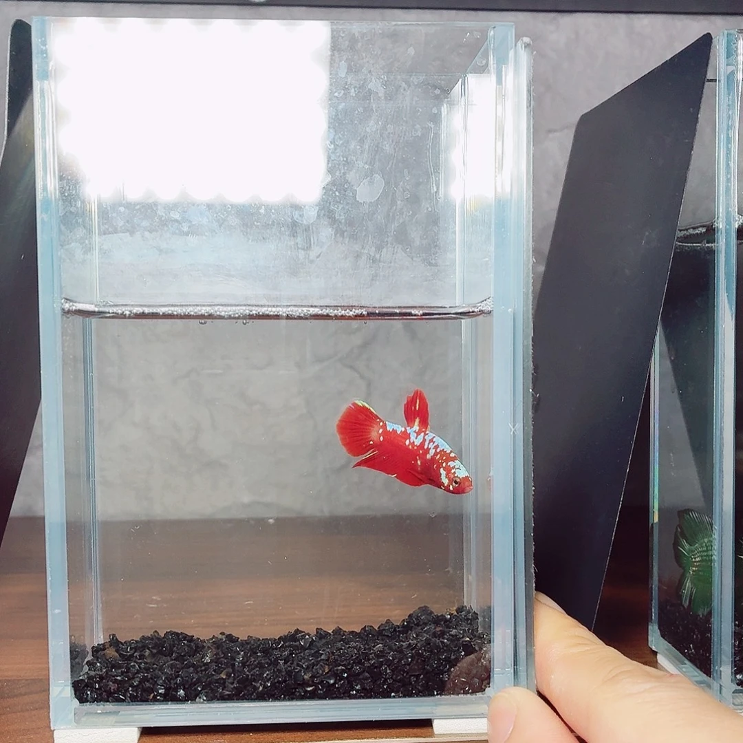 斗鱼彩金将军公鱼