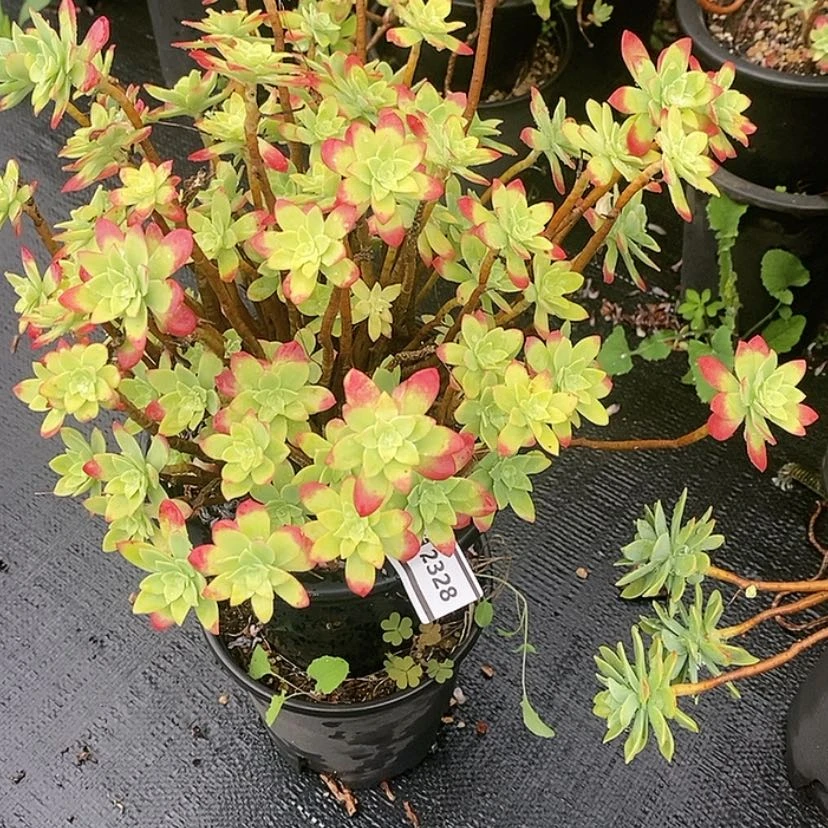 【闪购商品】薄化妆2328