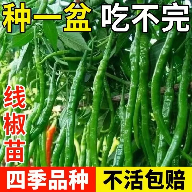 香辣线椒苗优质线椒苗