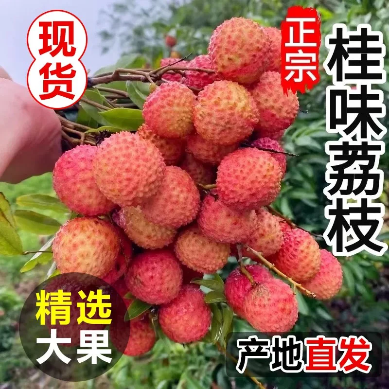 正宗广西老树桂味荔枝现摘新鲜应季水果
