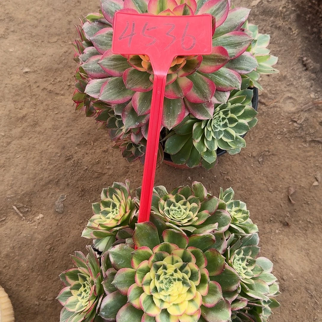 雅***雅4536海王多肉法师