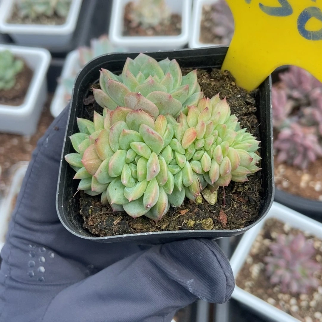 950冰魄缀多肉植物保护