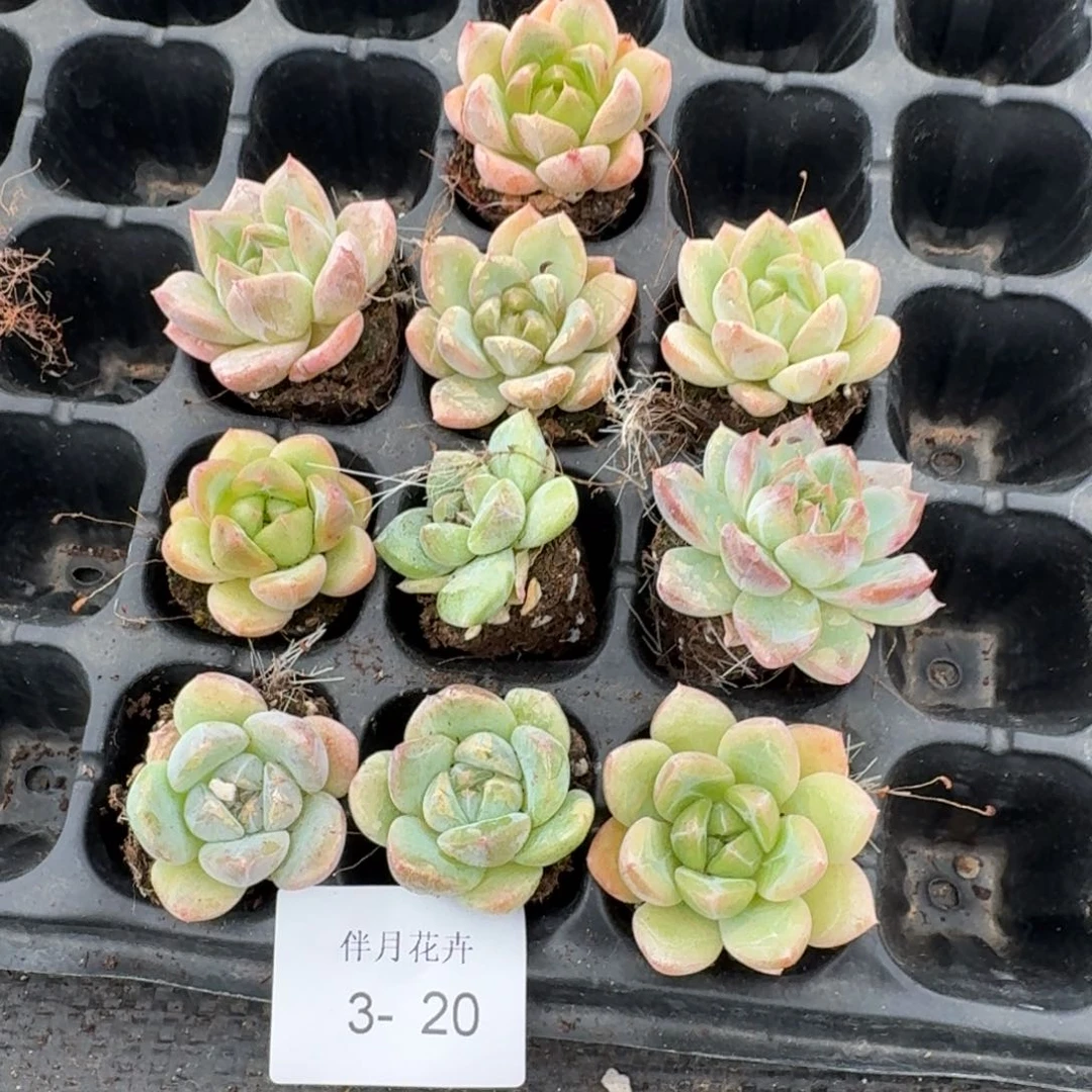 3-20冰玉杂交钻石珍妮两颗量拍