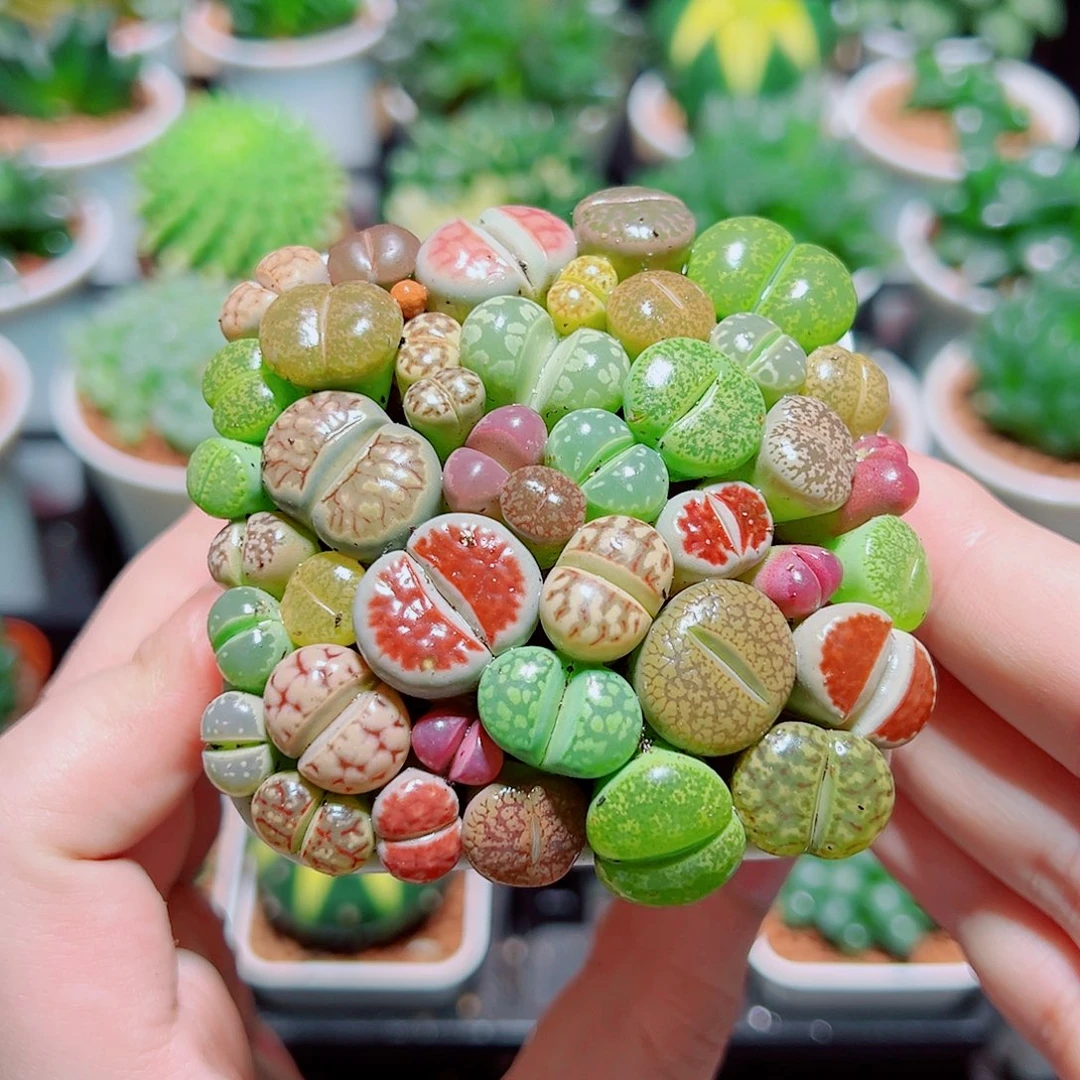 生石花带白盆种好